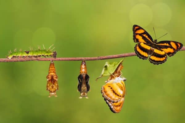 Life Cycles Classification and Survival of Living Things at Symbio