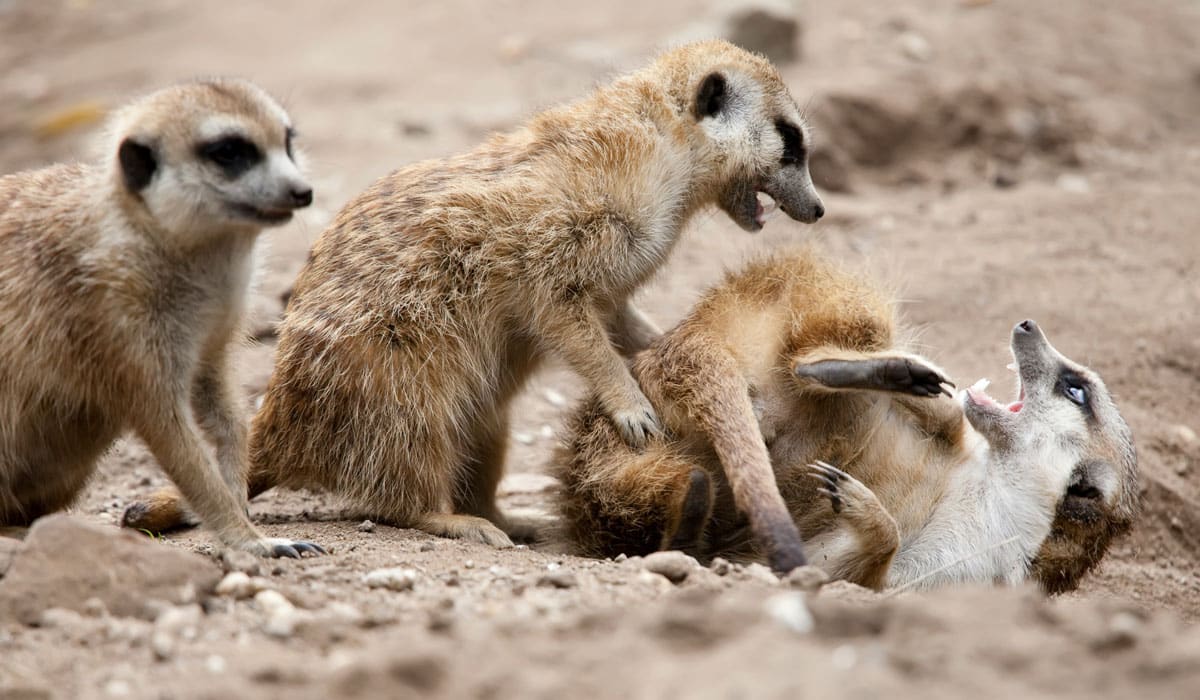 stage-3-anti-bullying-campaign-symbio