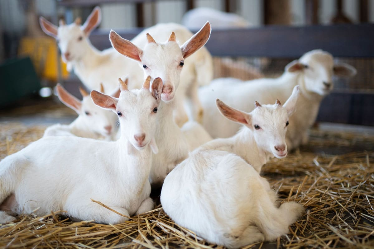 Farmyard & Sustainability Only at Symbio