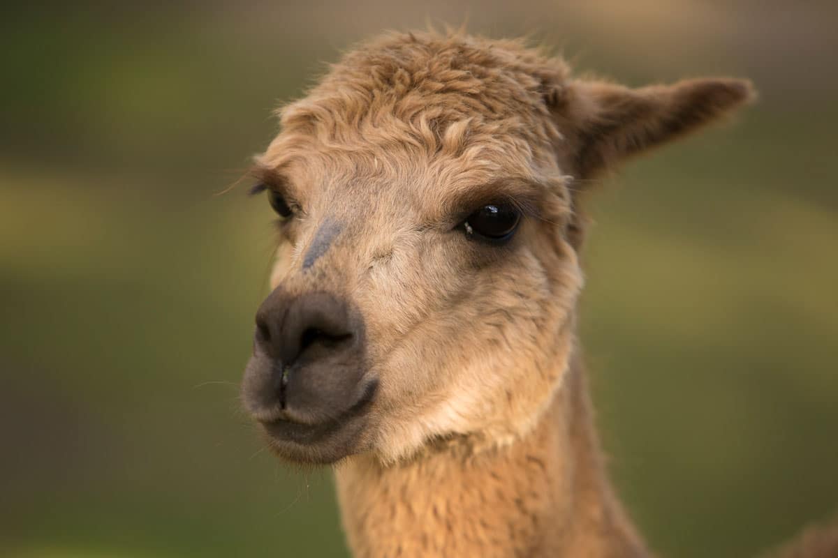 Farmyard & Sustainability Only at Symbio