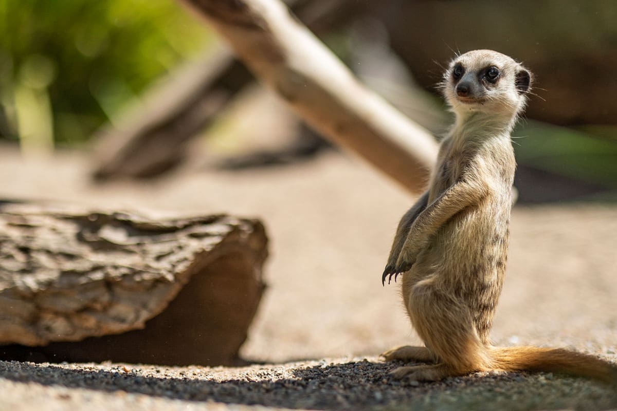 Features & Adaptations of Living Things at Symbio