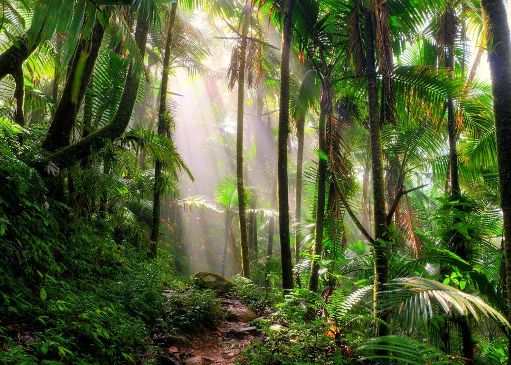 Lush Rainforest & Beach ADventure Vacation Care