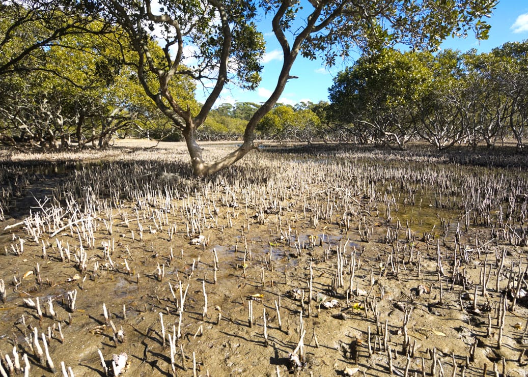 Sustainable Biomes Bobbin Head