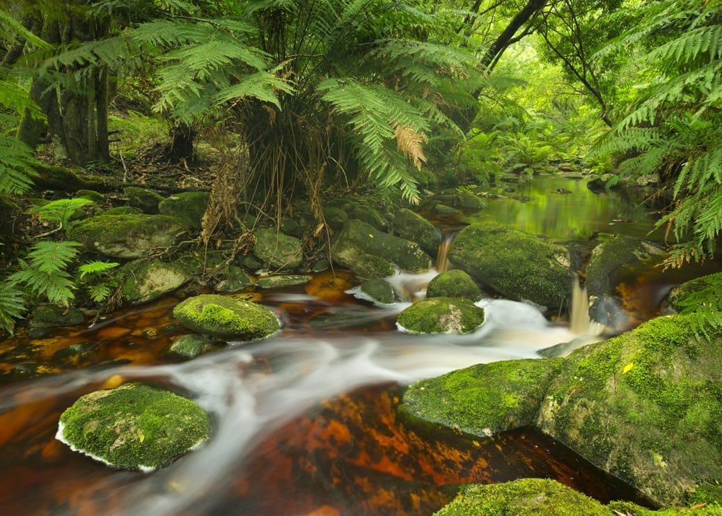 Sustainable Biomes Rainforest Experience